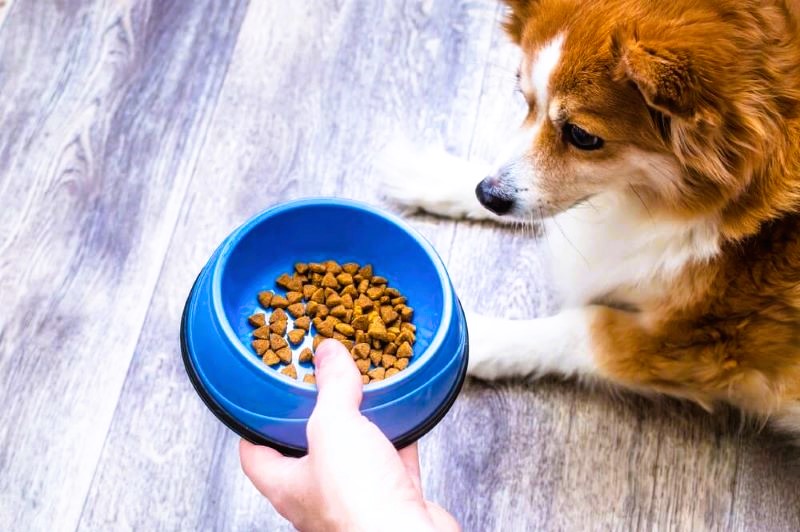 Pure-Balance-Dog-Food