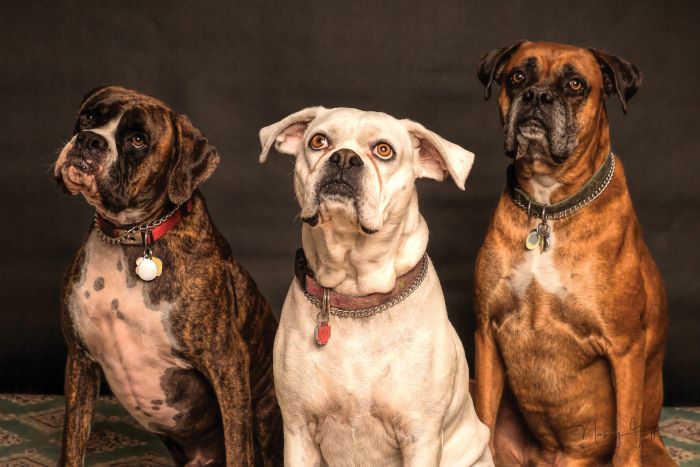 senior dog supplements
