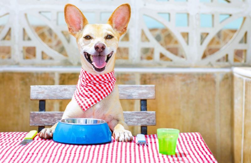 Dog-nutrition-myths