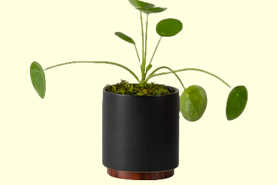 Léon-George-Pilea-Peperomioides-housewarming-gifts