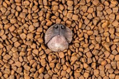 Dog-nutrition-myths-23