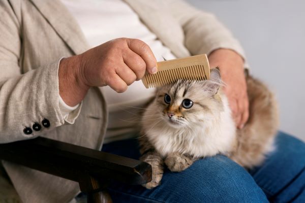 cats are the best pets