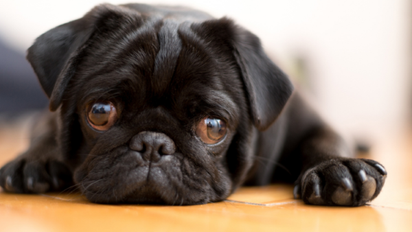 Pug-best-small-dog-breeds