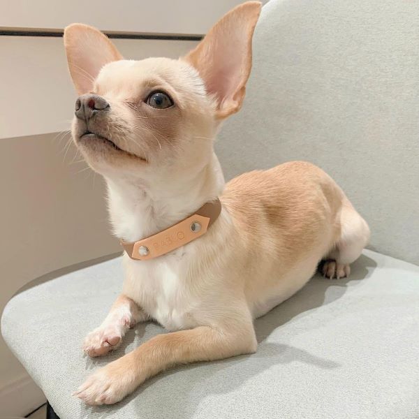 Chihuahua-best-small-dog-breeds