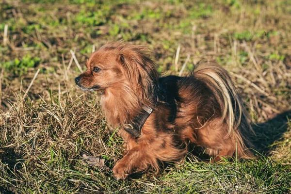 papillon-best-small-dog-breeds