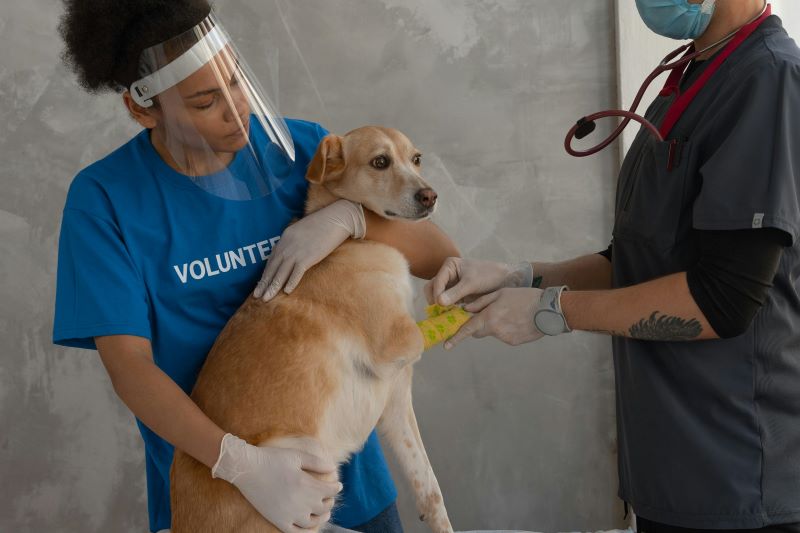 A Beginner’s Guide to Your Puppy’s First Vet Visit