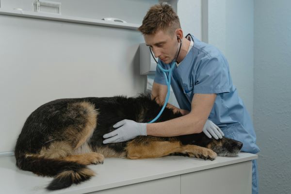 Puppy's first vet visit